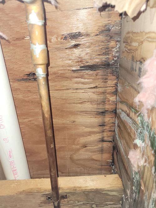 Wood Mold Removal